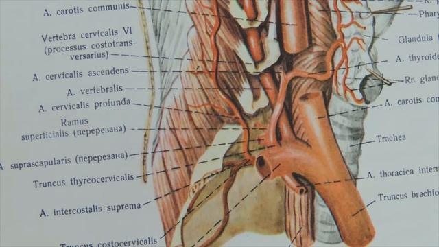 Короткие ветви плечевого сплетения. Подключичная и подмышечная артерии и вены смотреть онлайн