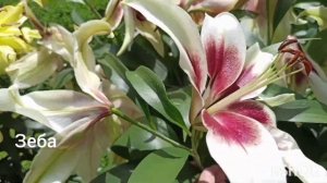 10 сортов лилий- гигантов, ОТ-гибридов.