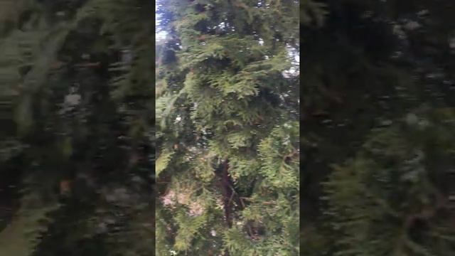 Живая изгородь из туи Колумна смотреть онлайн