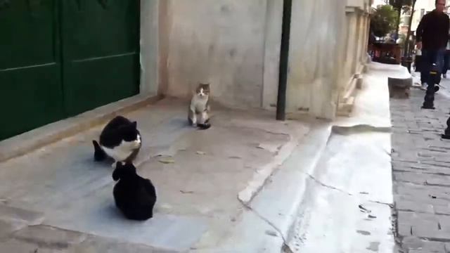 Cats At Galata Tekke