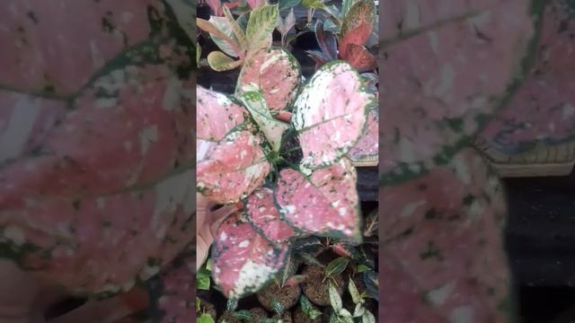 aglaonema tricolor... смотреть онлайн