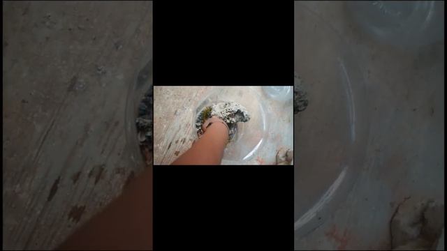 homemade Diy guppy fish 🐠🐠 breeding setup in bisleri can 💯💯🐠🐠 смотреть онлайн