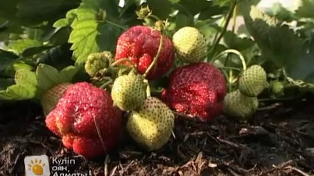 ДЕРТКЕ ДАУА. КЛУБНИКА смотреть онлайн