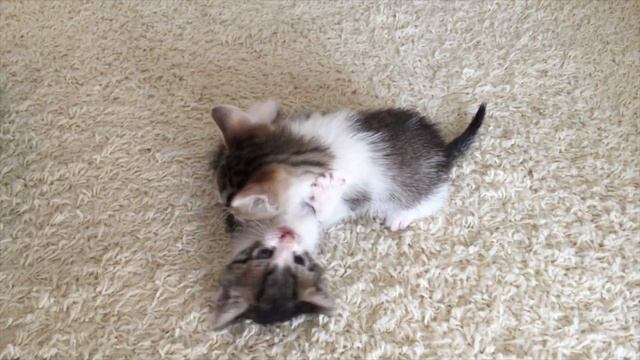 САМЫЕ МИЛЫЕ КОТИКИ В МИРЕ!!! смотреть онлайн