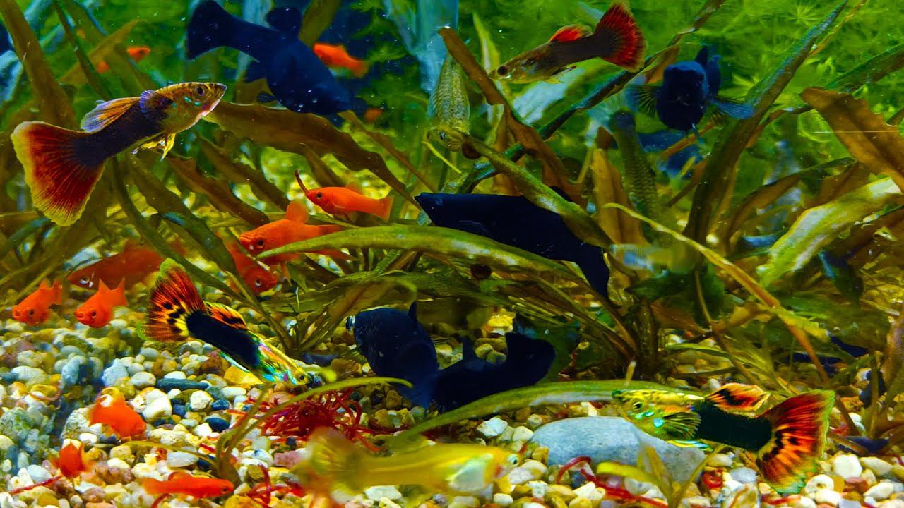 Кормление аквариумных рыбок сухими, живыми и замороженными кормами! смотреть онлайн