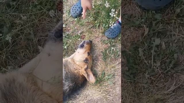 Большого здоровья песику! #овчарка #пес #природа #собаки #собака #животные #дача #походы смотреть онлайн