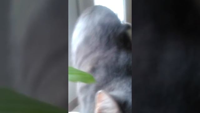 Моя кошка занимается гимнастикой !!!! смотреть онлайн