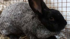 Разведение кроликов породы Полтавское серебро как бизнес идея | Кролики Полтавское серебро