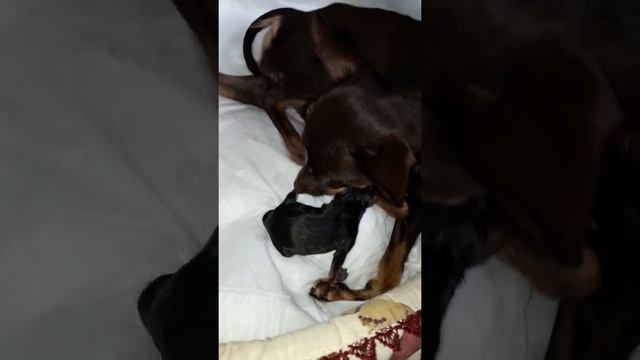 Роды той терьера смотреть онлайн