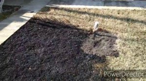 Как избавиться от сухой травы на газоне !