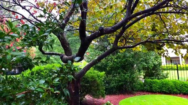 ДЕНЕЖНЫЙ ЗАГОВОР НА РИС,СОЛЬ И САХАР. смотреть онлайн