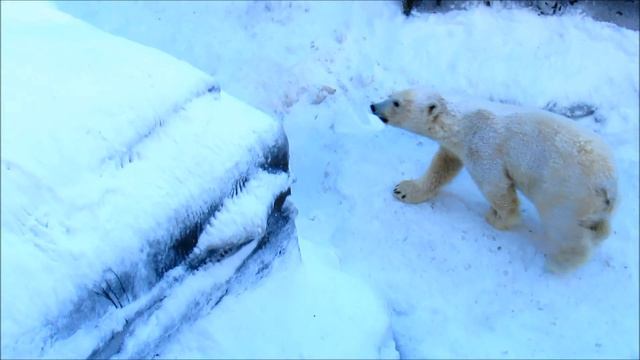 Прогулка и игры после ужина. 11.02.20 г. смотреть онлайн