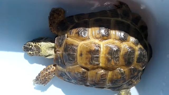 Солнечные ванны Пашуни))) смотреть онлайн