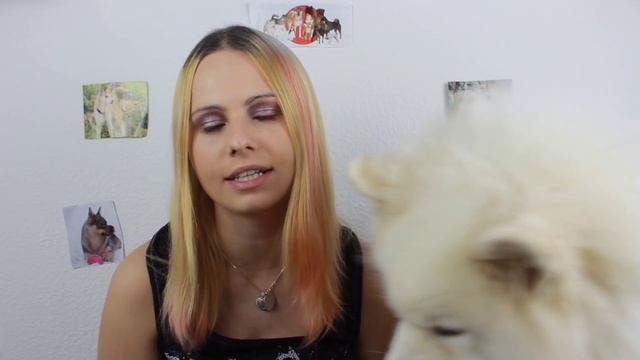 Der perfekte Anfängerhund! Welche Rasse passt zu mir? Tipps!! смотреть онлайн