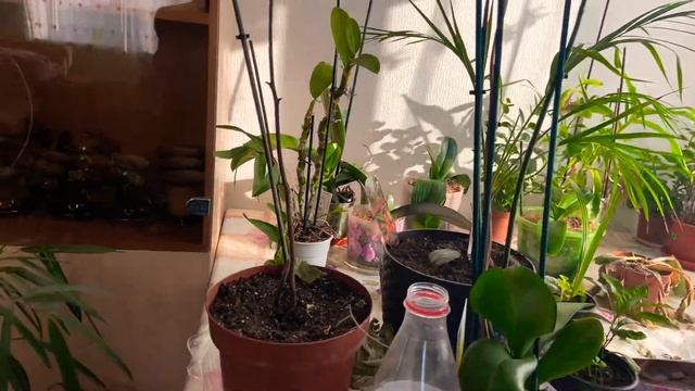 #цветы_от_Фаины #цикломены_на_зимовку_в_дом# flowers_from_Faina # cyclomenes_for_wintering_in_house смотреть онлайн