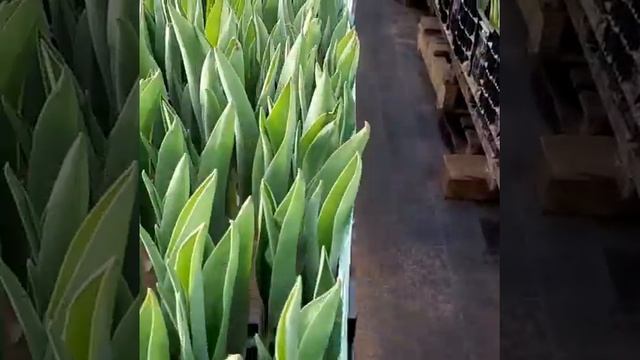 Выращиваем тюльпаны: сорт Рэмбо, СтронгФайер, Стронг Голд смотреть онлайн