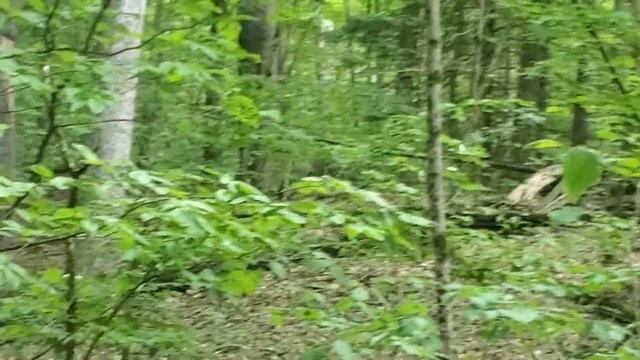 A lesson and short walk in the woods. смотреть онлайн