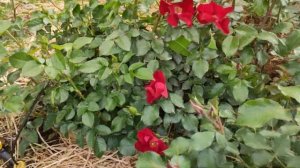 Препарат Батрайдер. Справится с вредителями на розах!