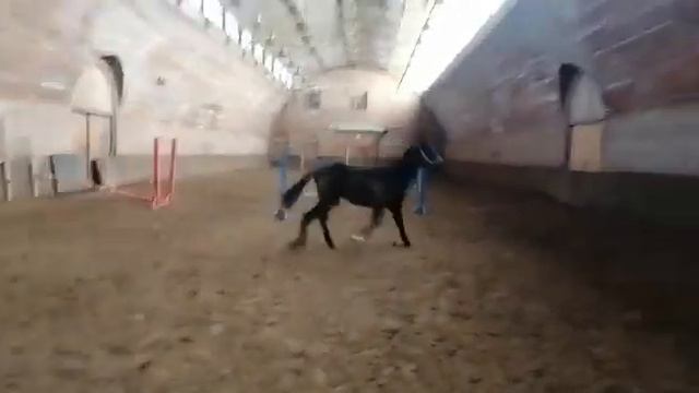 Продажа Ахалтекинских лошадей Sale of Akhal-Teke horses https://akhaltekellc.com смотреть онлайн
