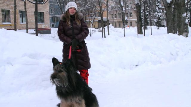 Дети о животных в приютах смотреть онлайн