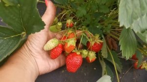 Земляника Машенька. Урожайная и беспроблемная, просто для дома!!!