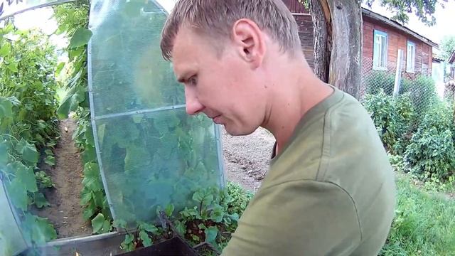 Готовлю Мидии в Панцире в Казане.Мукбанг. смотреть онлайн