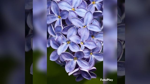 СИРЕНЬ ЦВЕТЁТ 🌸🌸🌸!#тамараушакова смотреть онлайн