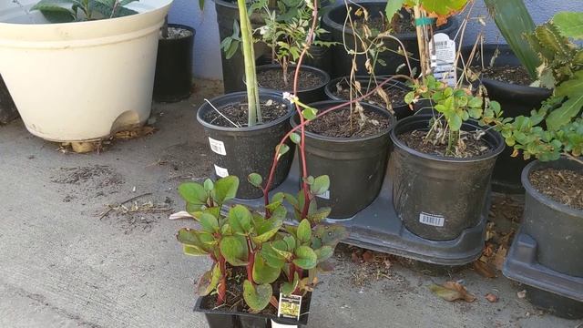 Новый питомец -- Малабарский красный шпинат. смотреть онлайн