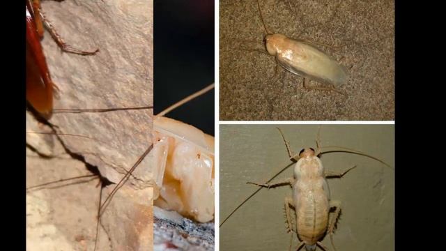 Виды тараканов