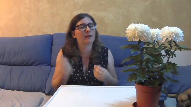 Vida Planta | Crisantemo o margarita | Resultado del Sorteo смотреть онлайн