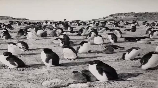 British expedition of Robert Scott to the South Pole Antarctica, 1911- 1912 смотреть онлайн