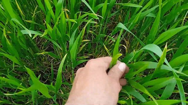 🖐️Посів соняшника🌻ЕС САКСОН 2023р. все як завжди через Д......пу❗❓ смотреть онлайн