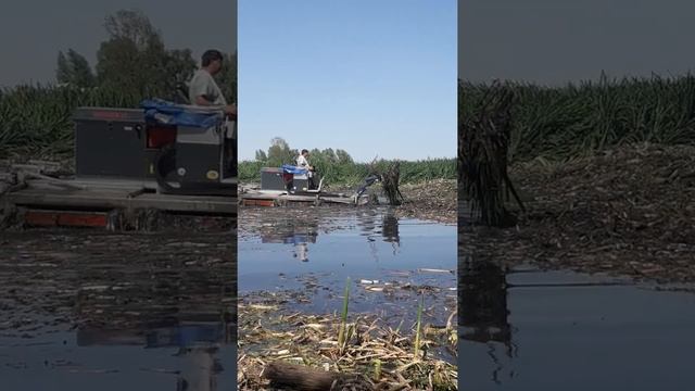 Чистка озера от камыша и рогозы смотреть онлайн