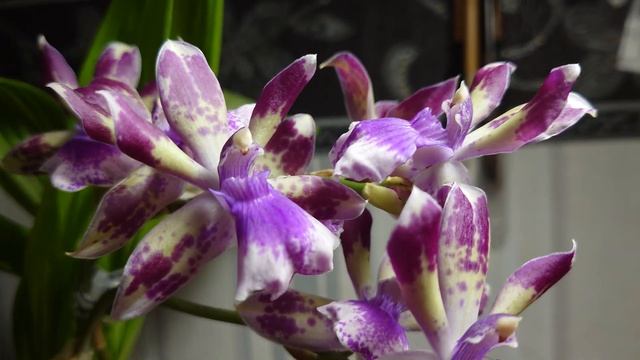 My Zygonisia "Blue Angel" again is in bloom смотреть онлайн