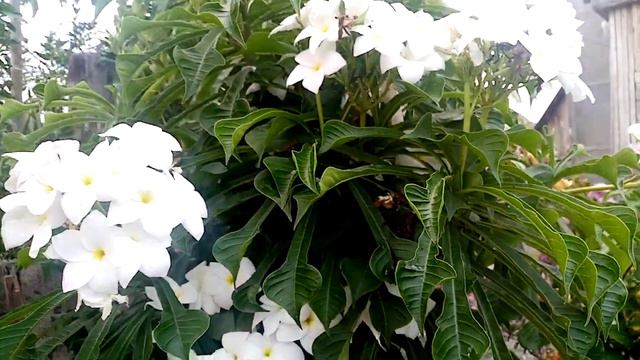 Plumeria (pudica)🥰#05. "Bridal Bouquet" смотреть онлайн