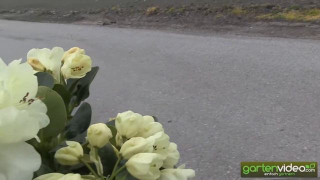 Rhododendron INKARHO Goldkrone смотреть онлайн