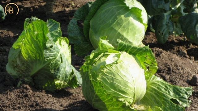 Капуста Лучшие семена. Проверил и сажаю каждый год. смотреть онлайн