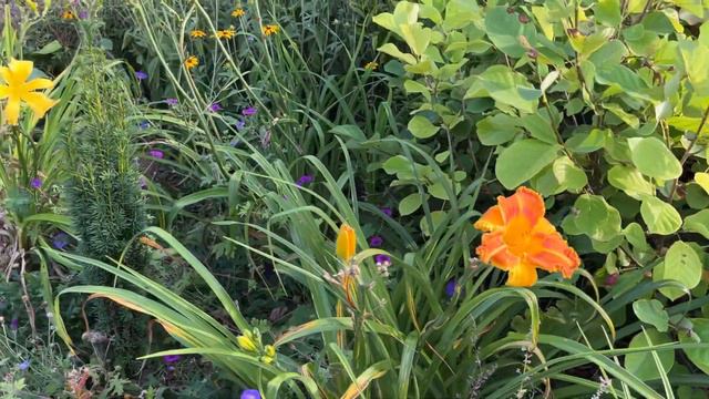 August Garden Tour 2022 смотреть онлайн