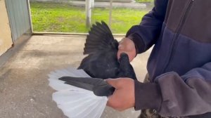 Николаевские голуби Воронежская область