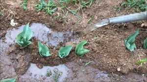 ПЕРВАЯ ПОДКОРМКА ТЮЛЬПАНОВ /КАК ПОДКОРМИТЬ ТЮЛЬПАНЫ ПЕРВЫЙ РАЗ ВЕСНОЙ / МОЙ ЛИЧНЫЙ ОПЫТ САДОВОДСТВА