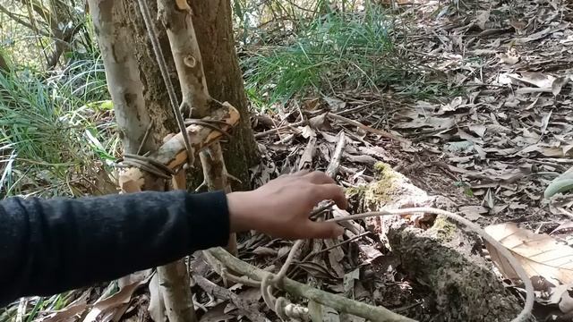 carry big deer from special trap making by primitive man смотреть онлайн