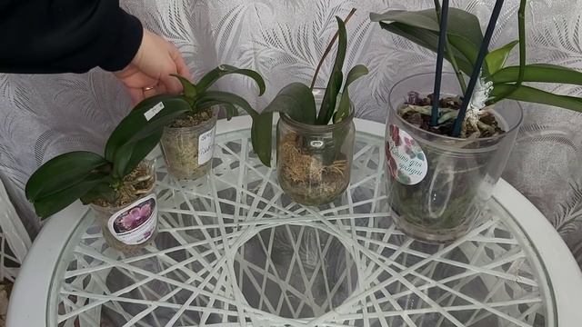 Просто ПОЛЕЙ ТАК! Корни прорвуться ЖИРНЫЕ листья СОЧНЫЕ у орхидей от ЭТОГО БИО-активатора роста смотреть онлайн