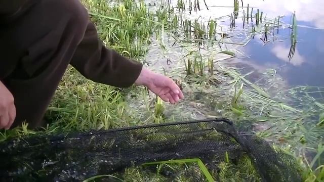 Ловля леща на кормушку смотреть онлайн