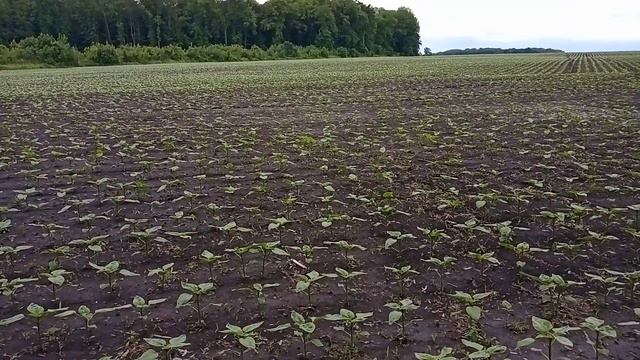 Акация зацвела. А мы продалжаем подкармливать пчел.Да могут осыпатся от голода смотреть онлайн