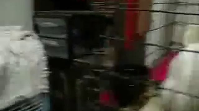 Happy Endings No Kill Animal Shelter смотреть онлайн