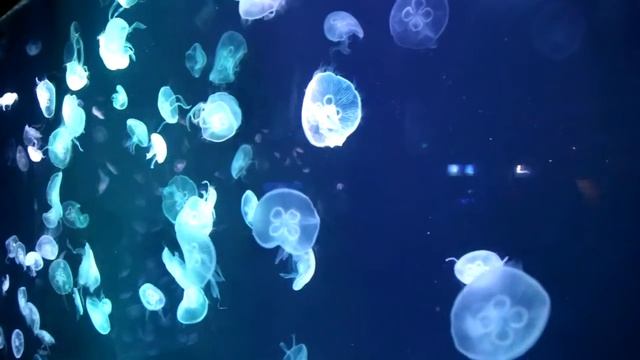 Shanghai Ocean Aquarium 上海海洋水族馆 смотреть онлайн