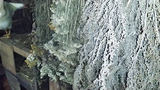 Профилактика болезней у кроликов смотреть онлайн