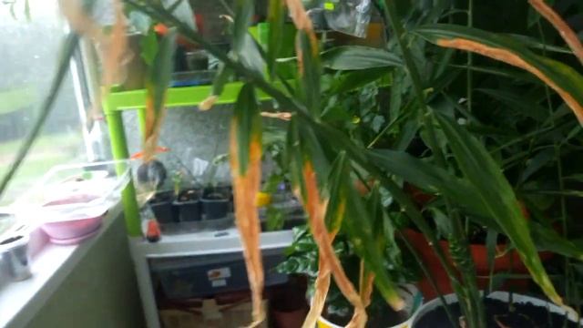 ИМБИРЬ. ВЫРАЩИВАНИЕ ИМБИРЯ ДОМА. ЦВЕТЕНИЕ ИМБИРЯ В ДОМАШНИХ УСЛОВИЯХ смотреть онлайн