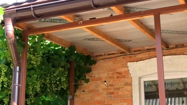 Ласточки смотреть онлайн