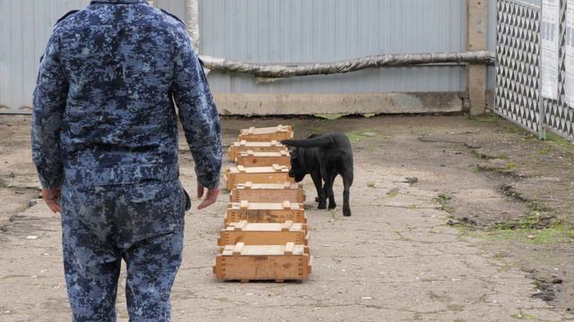УФСИН России по Смоленской области показало юным смолянам выступления четвероногих напарников